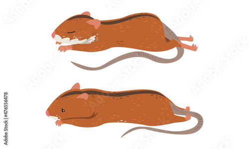 Field Mouse as Small Rodent with Long Tail and Dorsal Black Stripe Vector Set