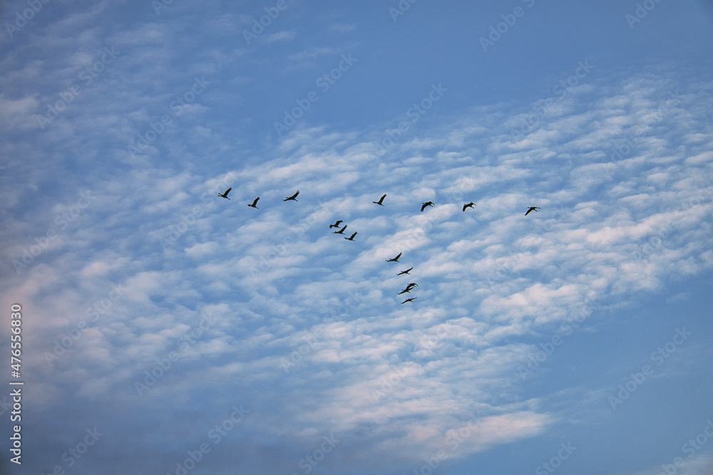 Cranes moving in formation in the sky. Migratory birds on the Darss. Cranes moving in formation in the sky. Migratory birds on the Darss.