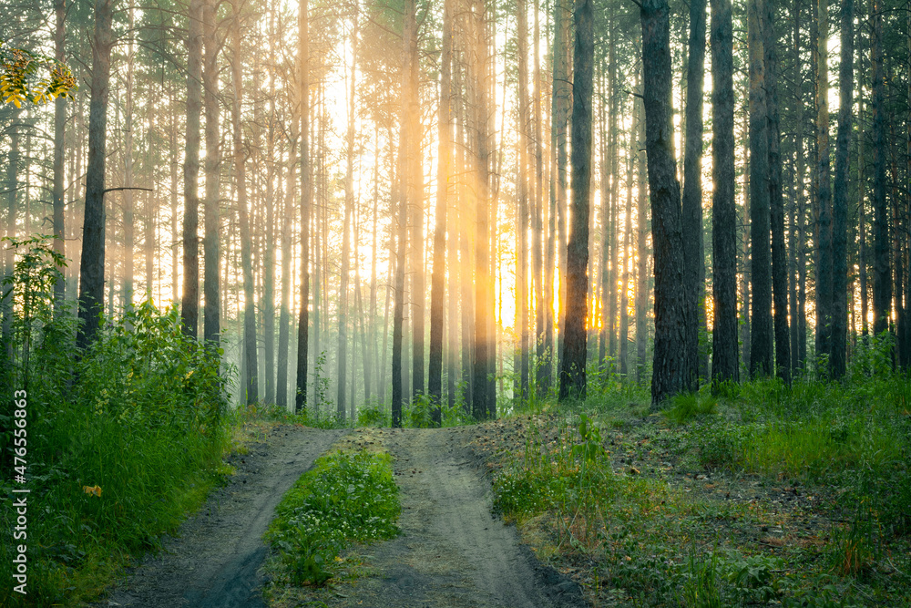 sunset in the woods sunset in the woods