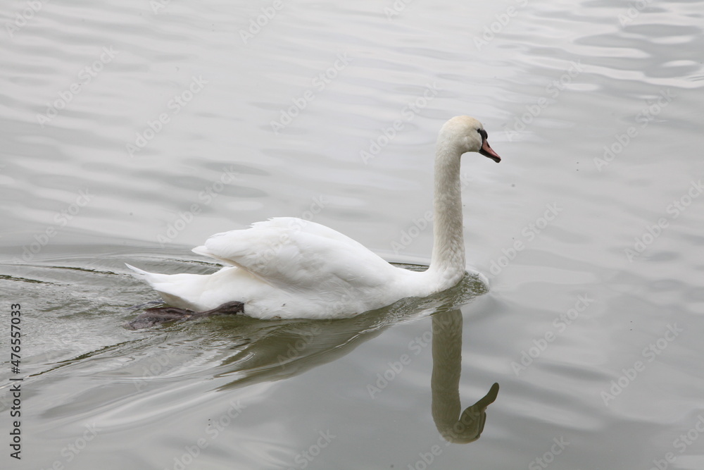white swan on the lake white swan on the lake