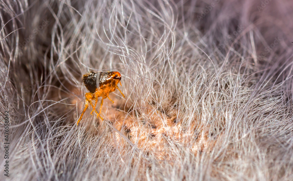 Fotografie Flea in animal fur close up