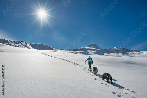 Ski mountaineering a woman climbs the track with her two dogs