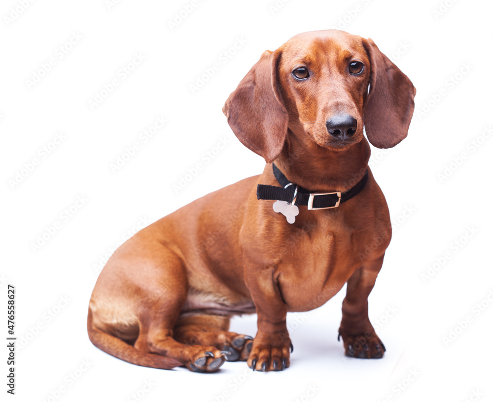 shorthaired red dachshund dog isolated on the white background