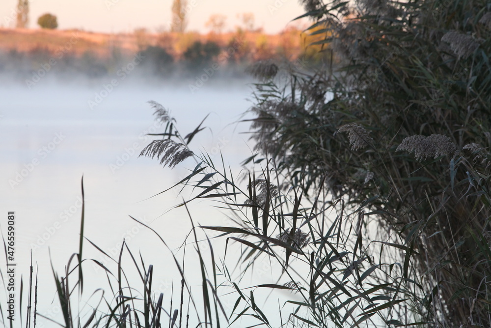 Obraz premium reeds at sunset