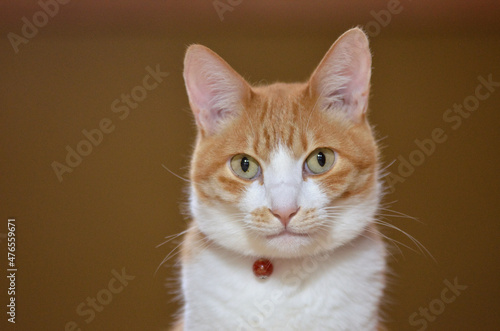 カメラ目線の猫 © Torataro