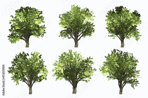3D rendering image of six styles of Zelkova Serrata trees on white background