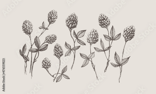 Set of hand-drawn sprigs of clover. Botanical vector illustration with forest plants. Design element for postcard, poster, invitation in vintage style.