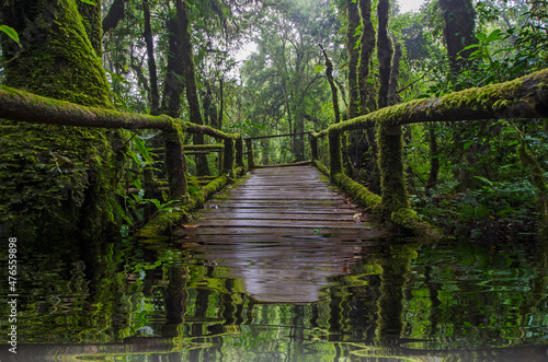 Drowned old wooden bridge with moss in the forest photo
