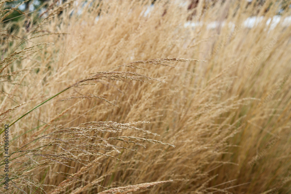close up of tall dry grasses close up of tall dry grasses