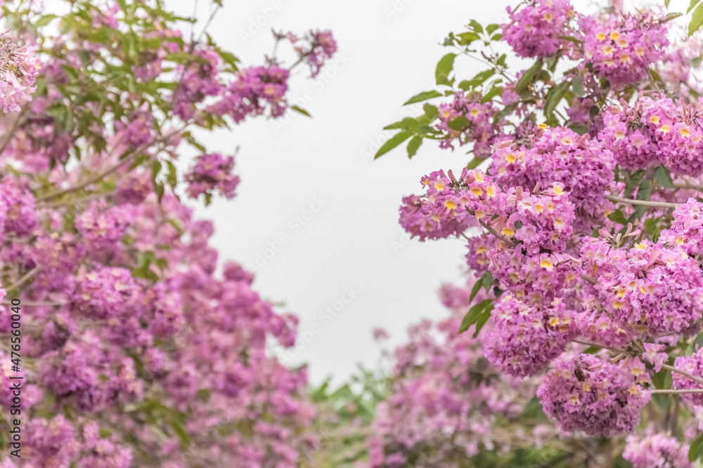 Obraz premium Pink background of Handroanthus impetiginosus flowers in full bloom, are isolate on white background