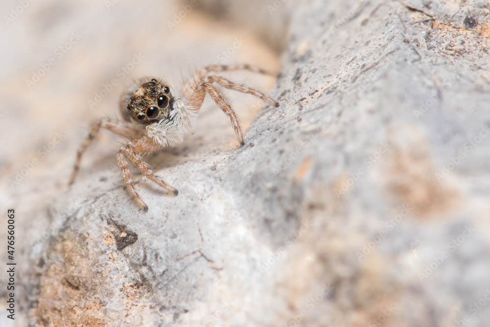 Fototapeta premium Female Menemerus semilimbatus spider staring from a rock. High quality photo