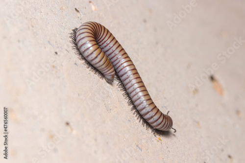Ommatoiulus rutilans millipede walking on a concrete wall. High quality photo © Jorge