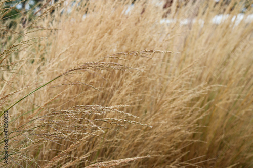 close up of tall dry grasses