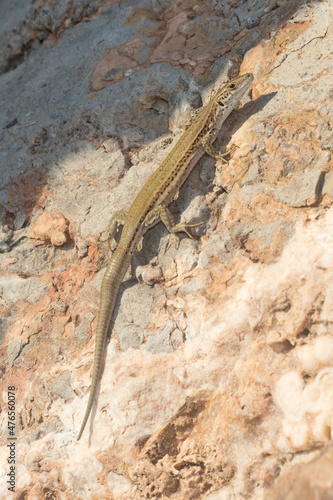 Wall lizard, Podarcis liolepis, heating up on a rock on a sunny day. High quality photo