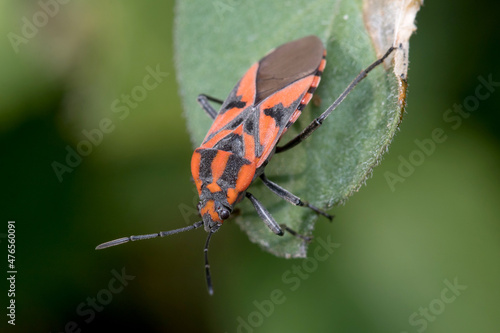 Fotografija Spilostethus furcula bug walking on a green plant