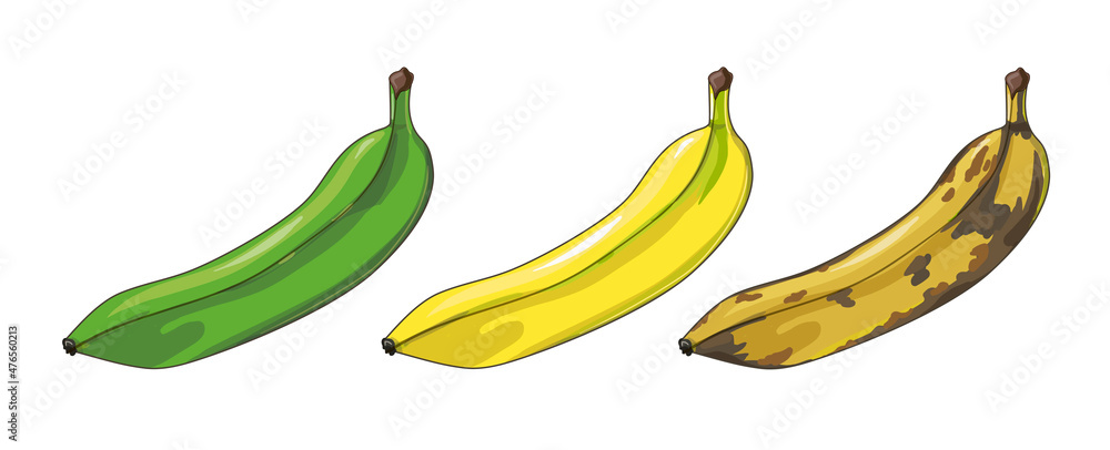 A set of three bananas. Unripe, ripe and spoiled bananas. Tropical fruits in cartoon style. Stock vector illustration isolated on a white background.