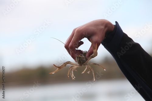 hand holding a lobster