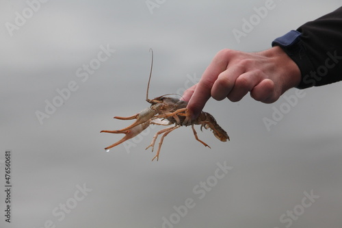 hand holding lobster