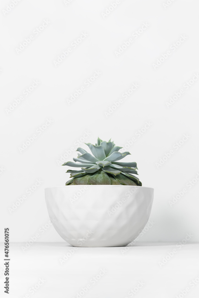 Home plant succulent echeveria in designer modern pot on a gray table on a white background. House plants in a modern interior. Home plant succulent echeveria in designer modern pot on a gray table on a white background. House plants in a modern interior.