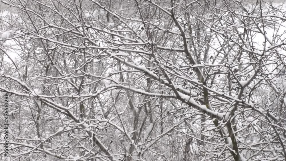 4K: Heavy snowfall on the background of snow-covered trees in the forest 4K: Heavy snowfall on the background of snow-covered trees in the forest