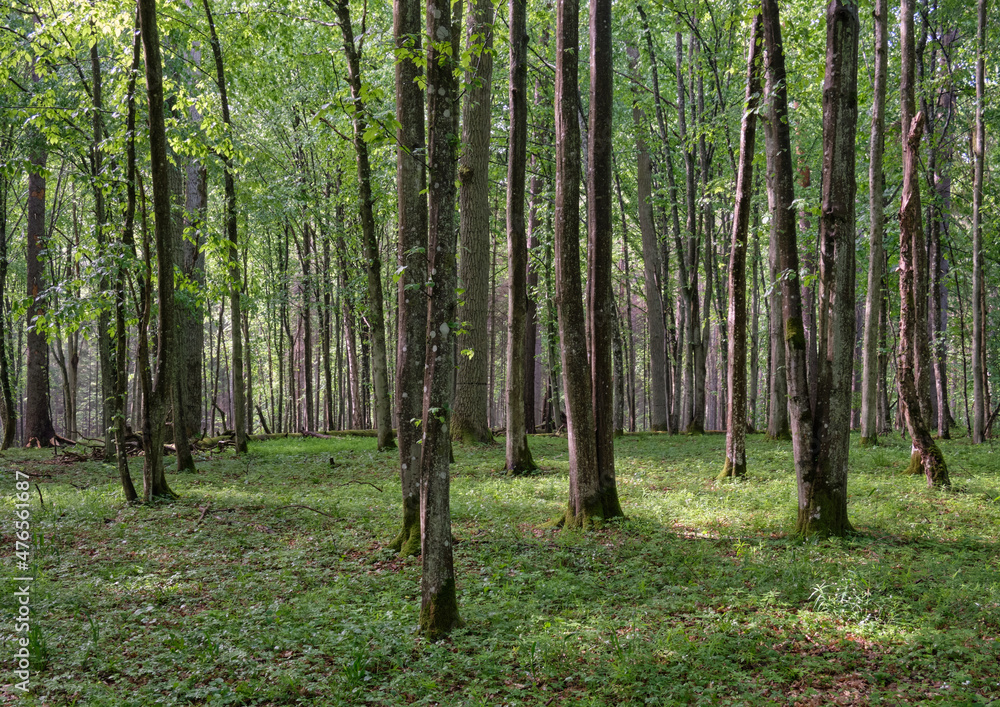 Fototapeta premium Springtime deciduous tree stand with hornbeams and oaks