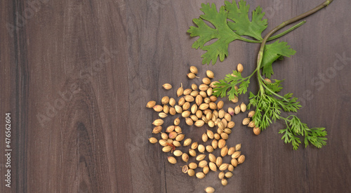 Dry coriander seeds with small bamboo spoon and green fresh bunch coriander leaves,famous spices ingredients in asia's kitchen.