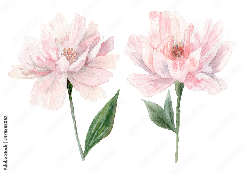 Peony flowers. Peonies flower.