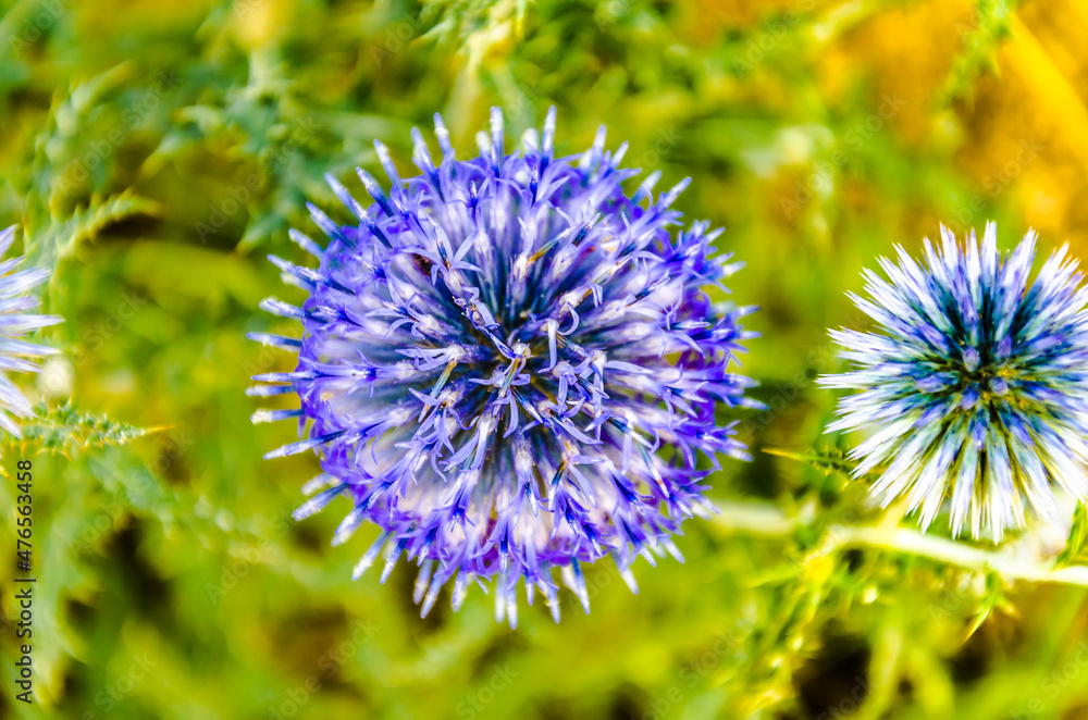 Closeup of an Echinops herbaceous plant on a sunny day Closeup of an Echinops herbaceous plant on a sunny day