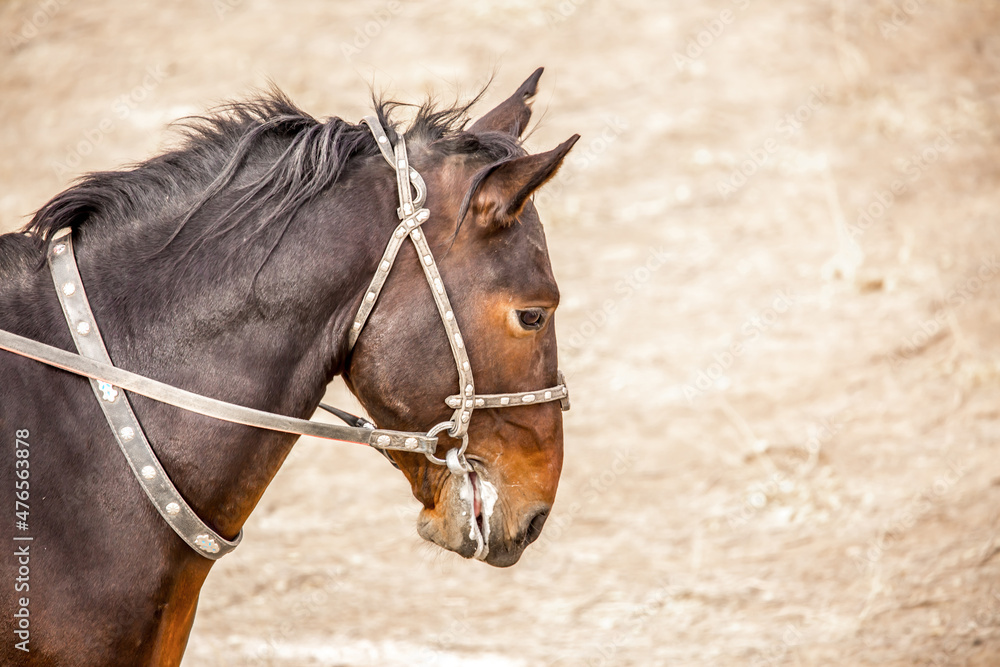 Horses are large. Harnessed and saddled, the horses are tied to a stall in a green meadow. Horseback riding. Against the background of the mountains. Horses are large. Harnessed and saddled, the horses are tied to a stall in a green meadow. Horseback riding. Against the background of the mountains.