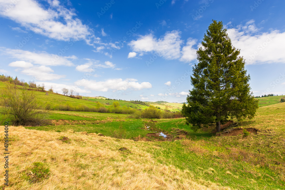 spruce tree on the hill. beautiful countryside scenery in springtime on a sunny day. blue sky with clouds spruce tree on the hill. beautiful countryside scenery in springtime on a sunny day. blue sky with clouds