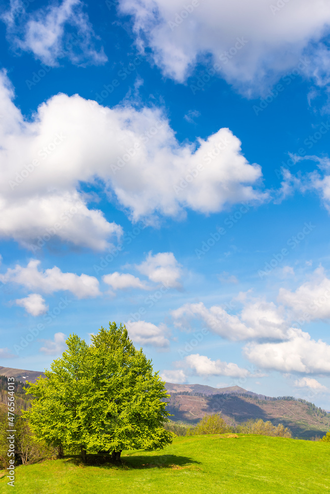 tree on the grassy hill. green nature environment in mountainous countryside. wonderful blue sky with clouds on a sunny day in early spring tree on the grassy hill. green nature environment in mountainous countryside. wonderful blue sky with clouds on a sunny day in early spring