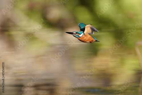 kingfisher in the forest © Matthewadobe