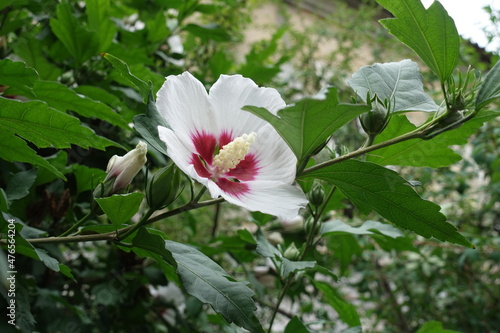 Closed buds and white crimsoneyed flower of Hibiscus syriacus in mid July