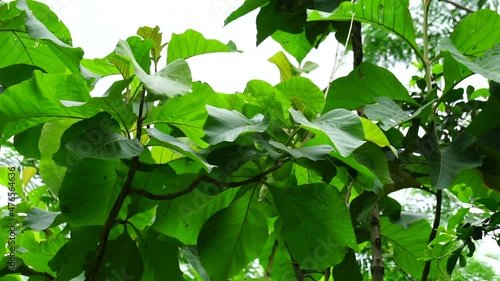 Green teak (Tectona grandis Linn f., Burmese teak, Central Province, jati, Nagpur teak) with natural background. Teak leaves in Indonesia usually used as food wrappers. photo