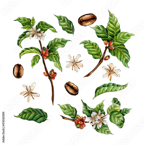 Watercolor painting set of coffee branches. Green, red berries, flowers and beans. Coffee plantation. Tropical agriculture. Local organic coffee farm. Isolated over white background.