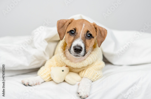 Sad Jack russell terrier puppy  wearing warm sweater lies with bear under warm blanket on the bed at home before bedtime © Ermolaev Alexandr