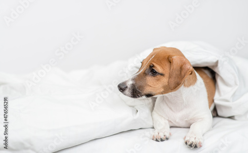 jack russell terrier puppy lies under white warm blanket on a bed at home and looks away on empty space