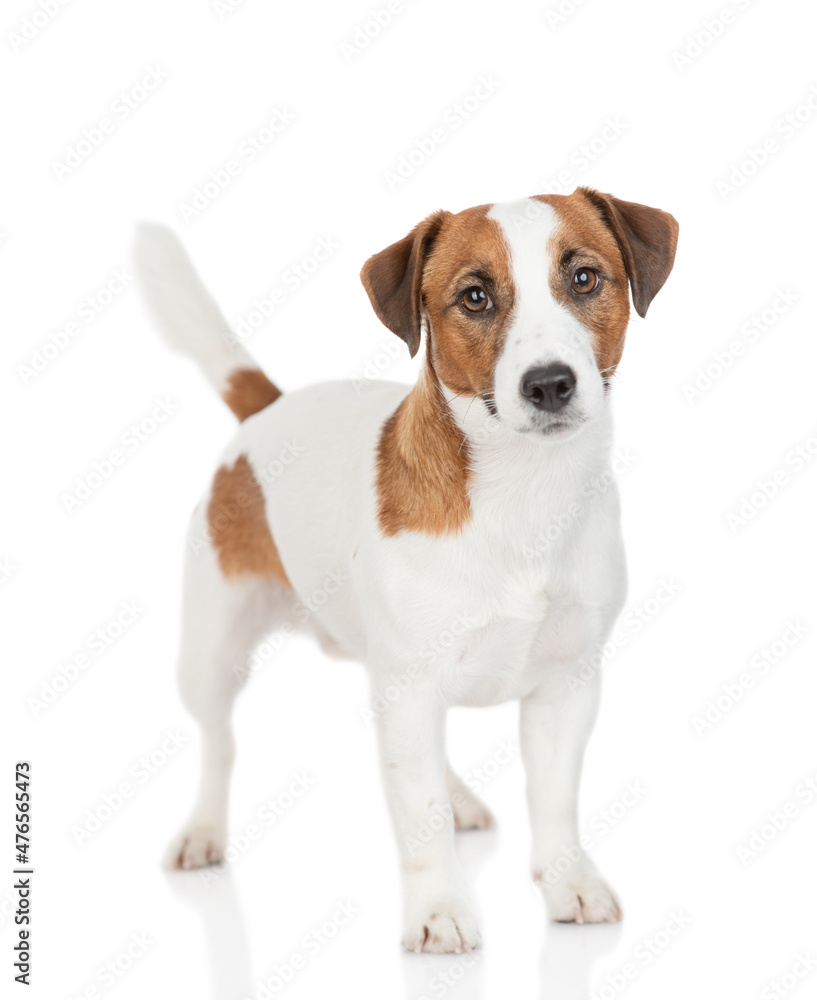 Curious Jack russell terrier puppy stands and looks at camera. Isolated on white background