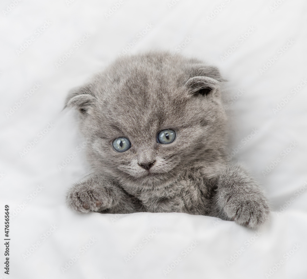 Cute kitten lies under blanket on a bed at home. Top down view. Empty space for text