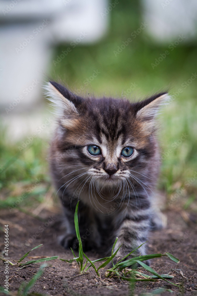 scared little kitten in the green grass. The little kitten ran away from home and got lost in the park. A Siberian striped kitten explores the unknown world on the street.