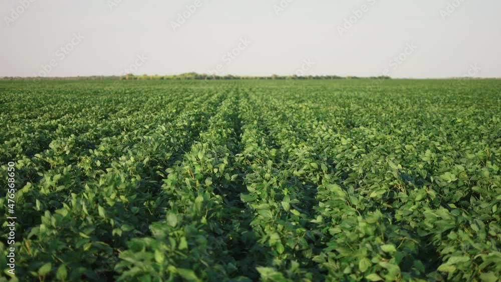 soybean soy field of green plants a sunlight general plan nature agriculture. organic farming. agriculture plantation business farm concept. soy vegetable healthy food agriculture soybean soy field of green plants a sunlight general plan nature agriculture. organic farming. agriculture plantation business farm concept. soy vegetable healthy food agriculture