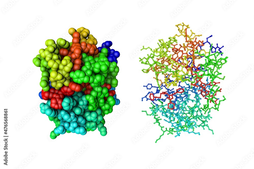 Molecular model of human cathepsin S isolated on white background
