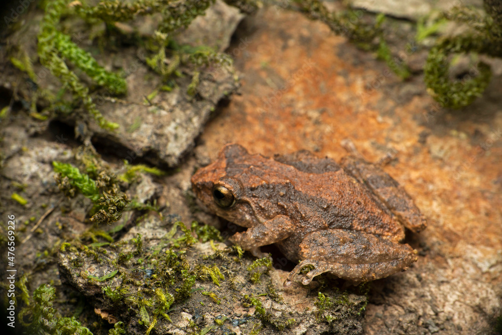 Naklejka premium Indian shrub frog, Raorchestes johnceei endemic to western ghats, Bamnoli Satara, Maharashtra, India