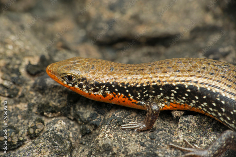 Common Skink or Keeled Indian Mabuya, Eutropis carinata, Satara, Maharashtra, India Common Skink or Keeled Indian Mabuya, Eutropis carinata, Satara, Maharashtra, India