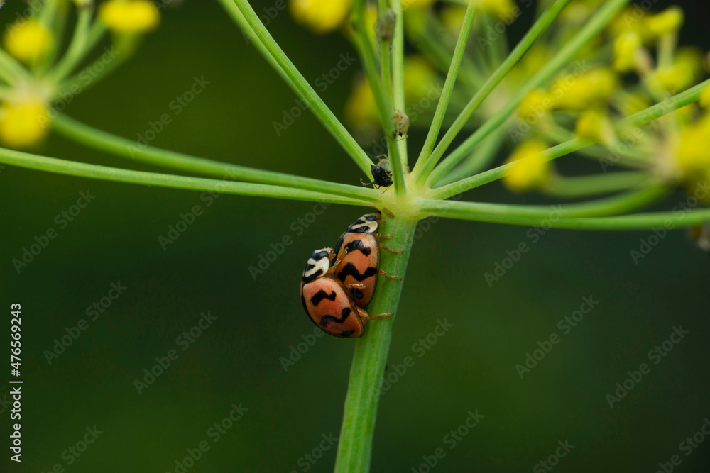 Mating pair of lady bird beetles, Coccinella species, Satara, Maharashtra, India Mating pair of lady bird beetles, Coccinella species, Satara, Maharashtra, India