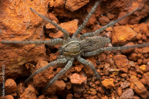 Giant funnel web spider, Hippasa species, Wolf spiders in the family Lycosidae, Satara, Maharashtra, India photo