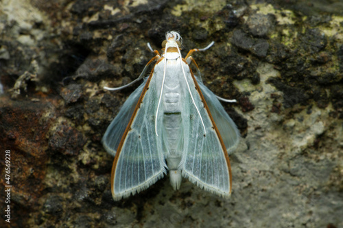 Palpita vitrealis, common name jasmine moth or white pearl, Satara, Maharashtra, India