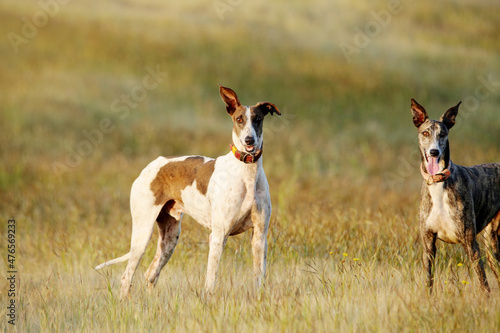 Canvas Print Mudhol hound breed, Poachers use these dogs for hunting, Satara, Maharashtra, In