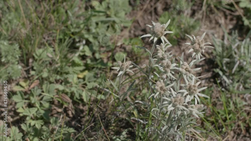 Beautiful edelweiss on the field Beautiful edelweiss on the field