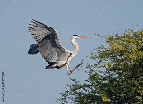 Fotografie Grey heron in flight against blue sky background